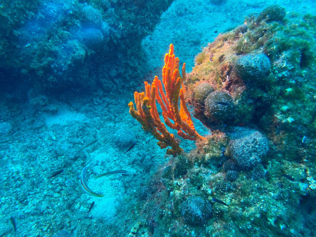 Dive Easy-Acharavi必去景点