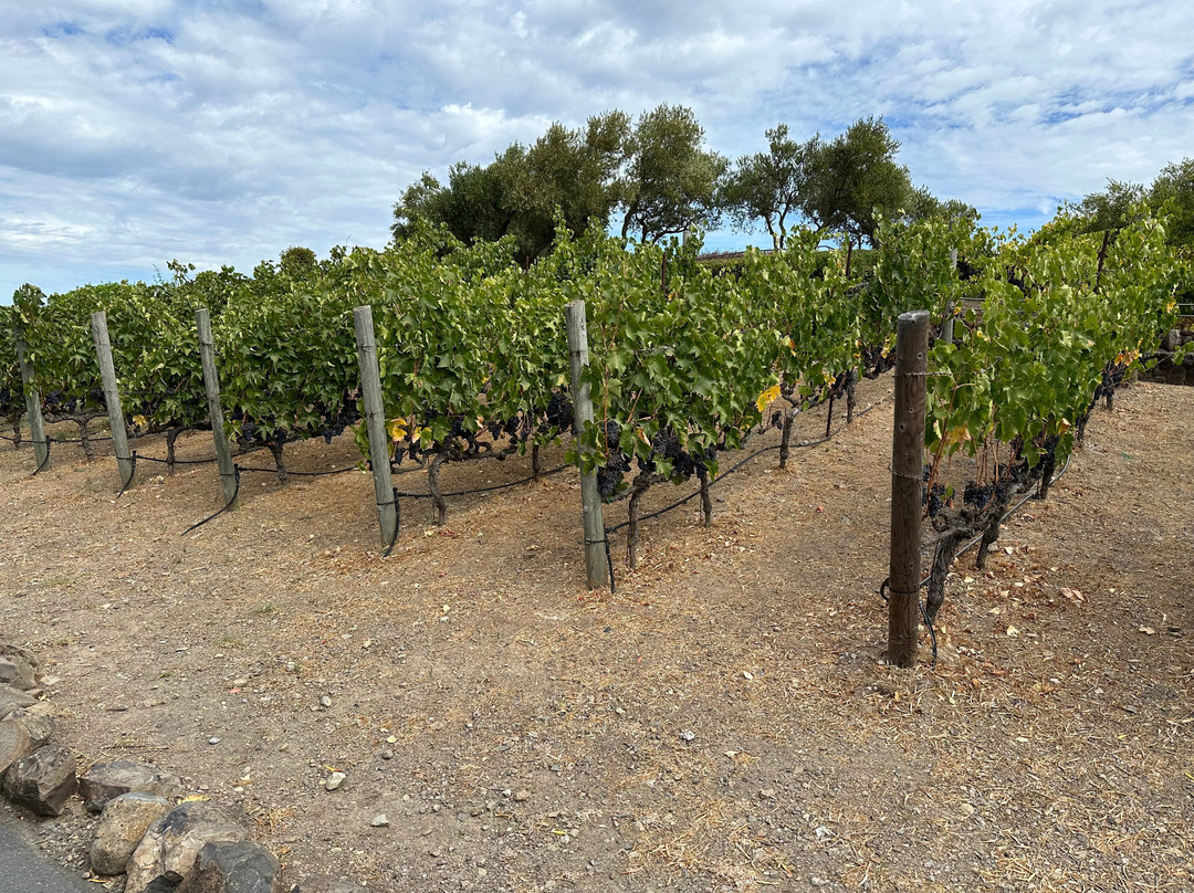 Napa Valley Tours - Why Spit景点图片