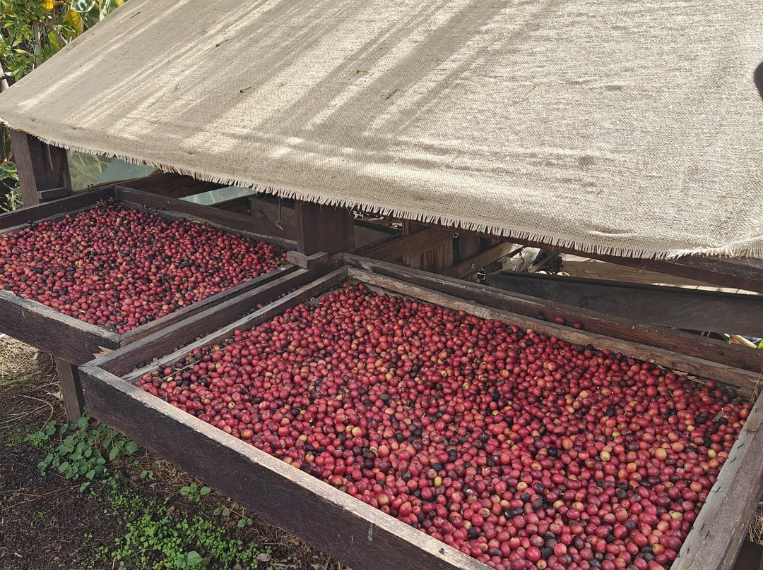 Finca Los Castanos景点图片