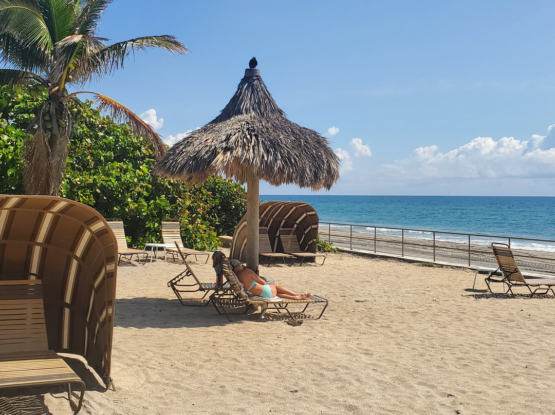 Royal Flamingo主图