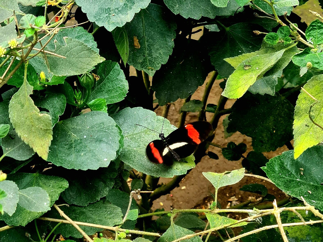 Butterfly Park Empuriabrava景点图片