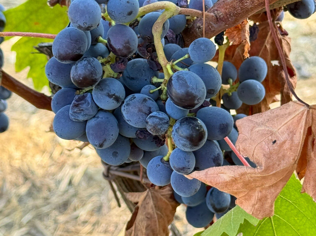 Scenic wine tours in Tuscany景点图片