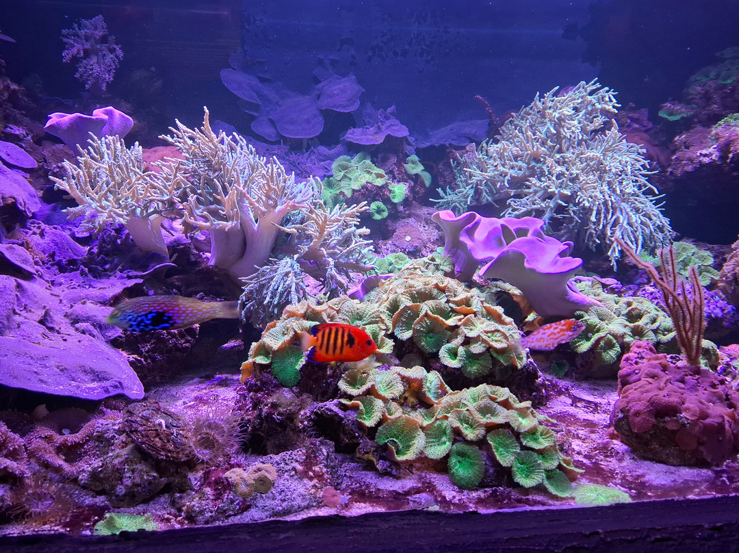Aquarium d'Amneville景点图片