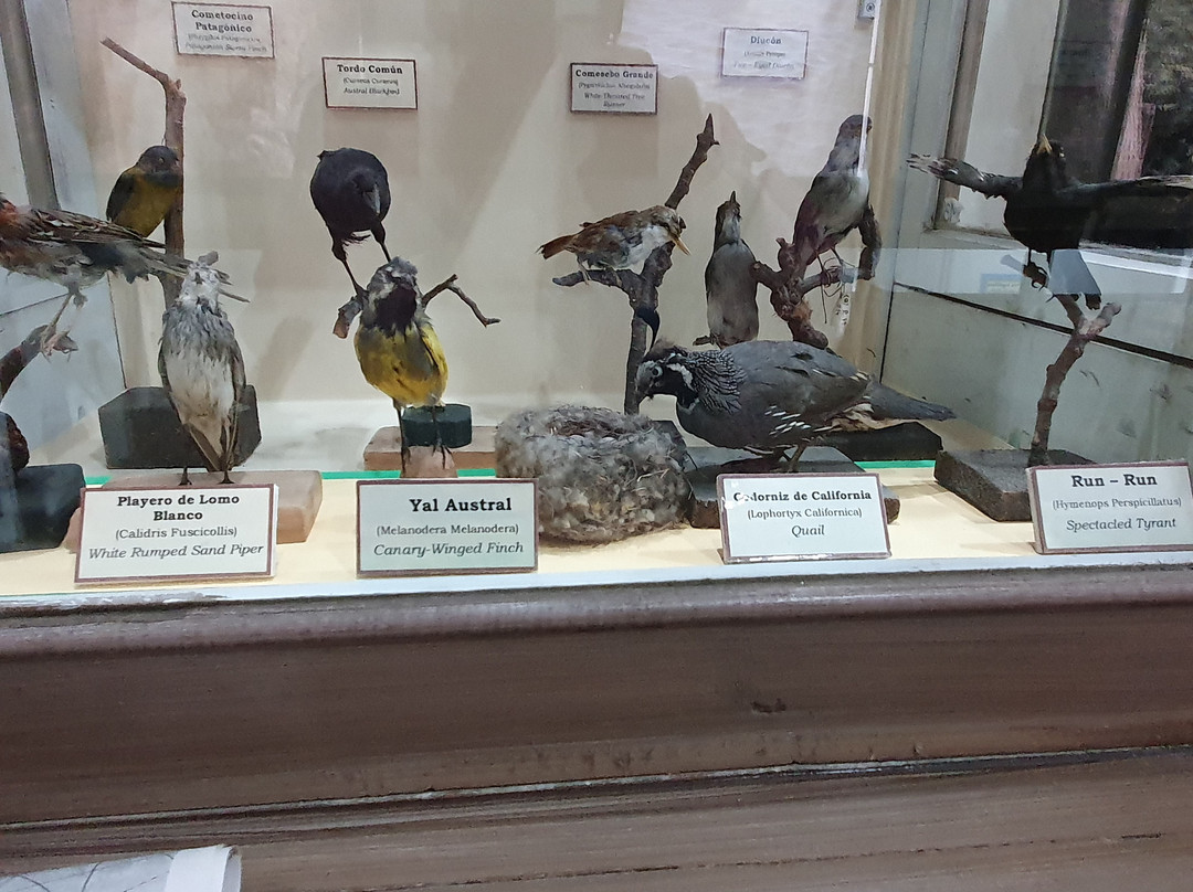 Museo Salesiano / Magiorinno Borgatello-蓬塔阿雷纳斯必去景点