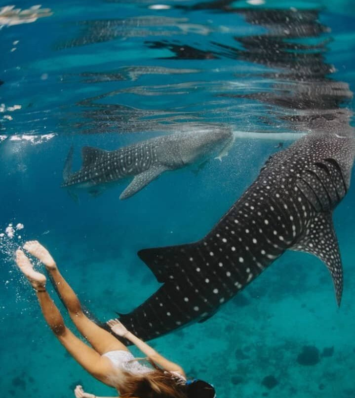 South Mafia Island Whale Shark Safari景点图片