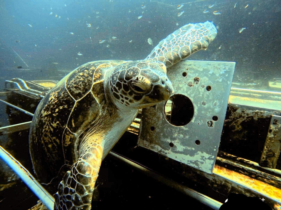 K'gari Salty Safaris-赫维湾必去景点