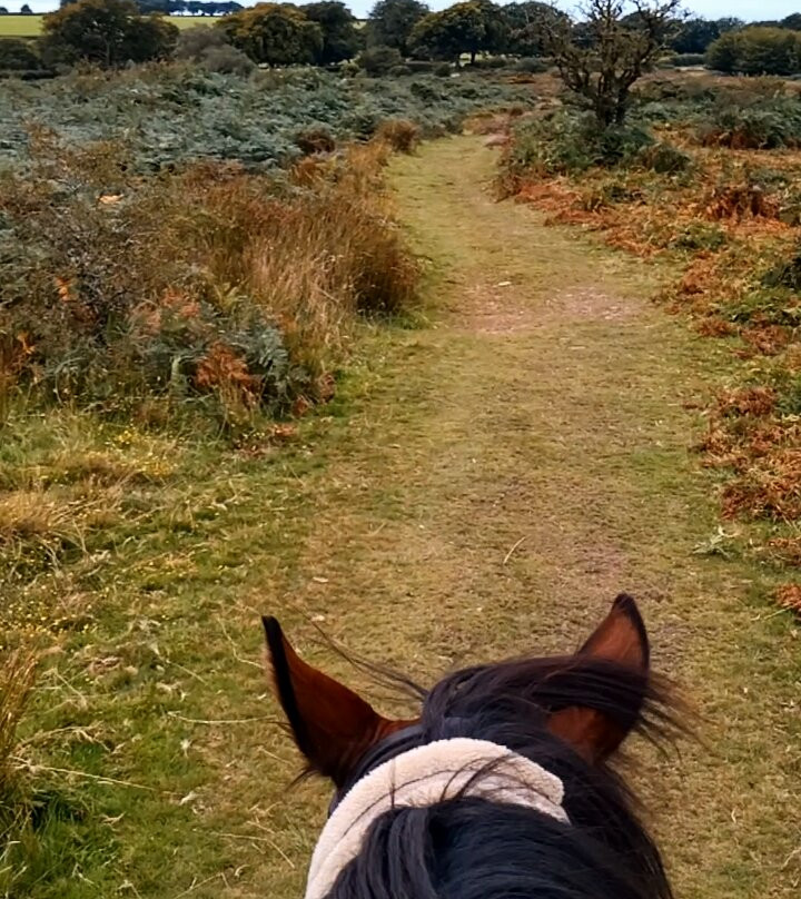 Pine Lodge Riding On Exmoor景点图片