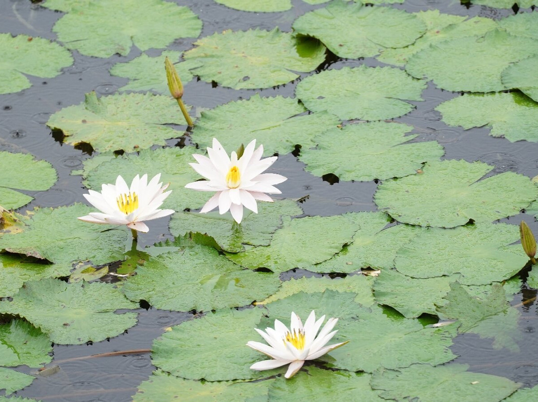 Lotus Lagoon-甘地达萨必去景点