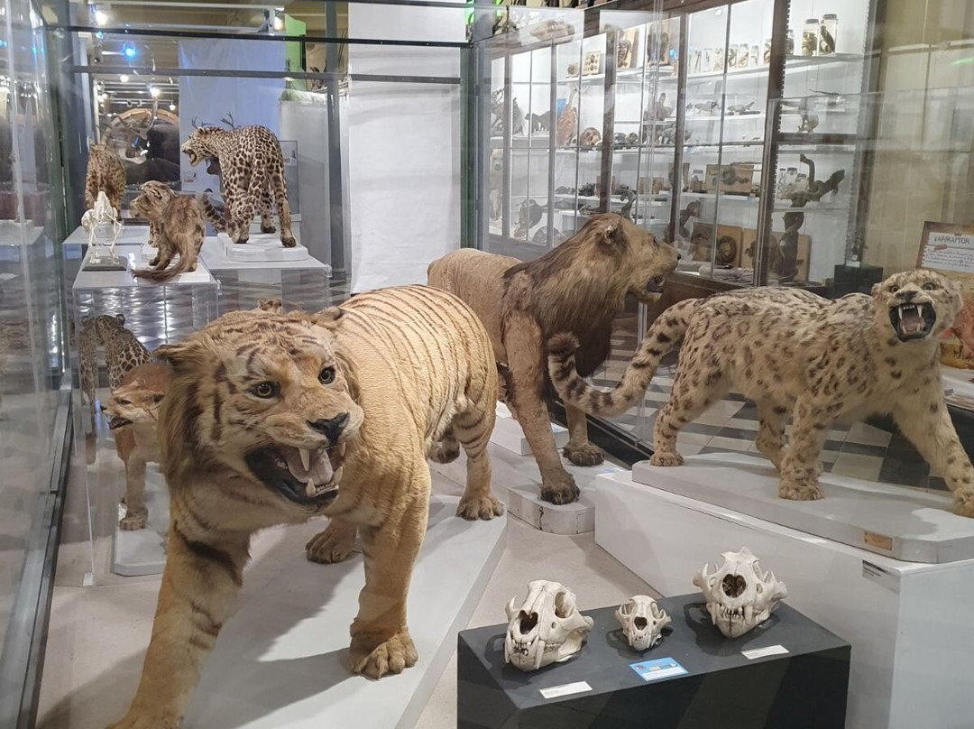 Musee Archeologique-尼姆必去景点