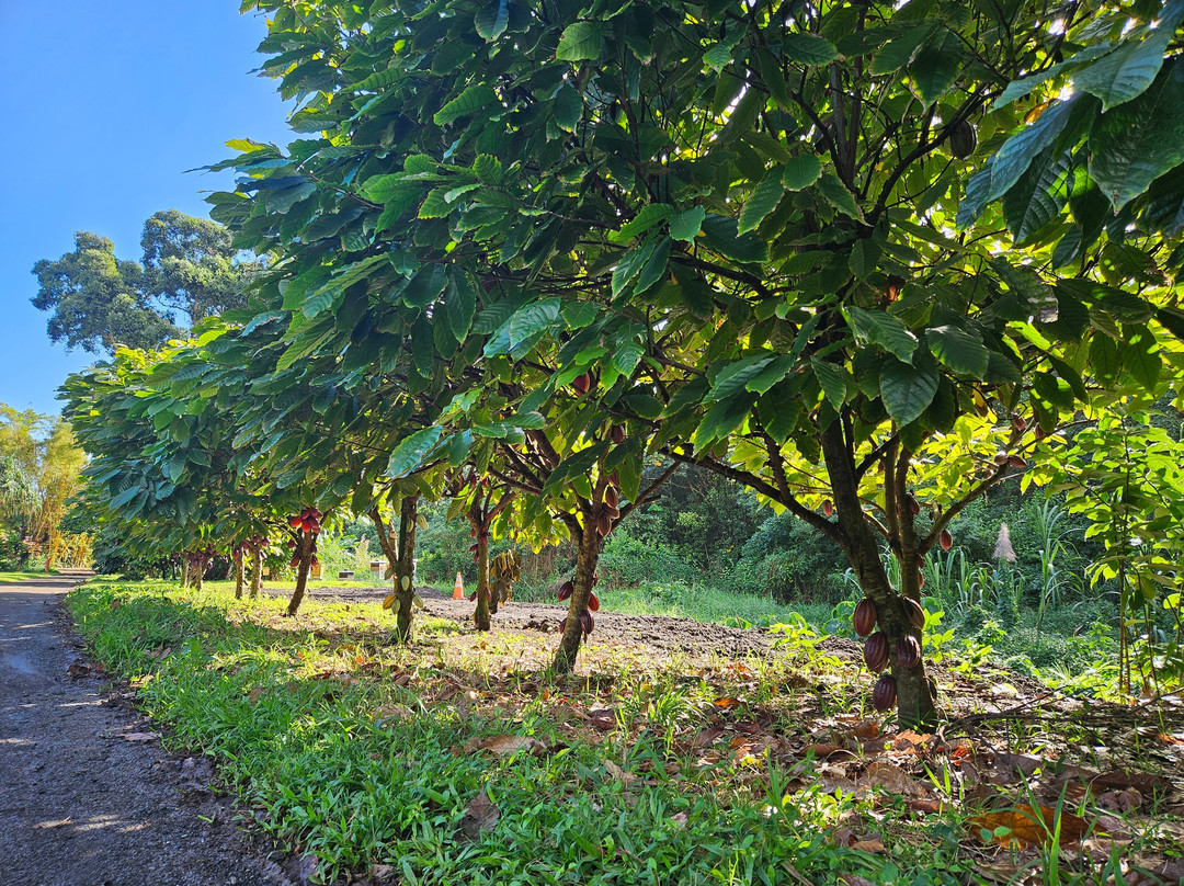 21 Degrees Estate Cacao Farm-卡内奥赫必去景点