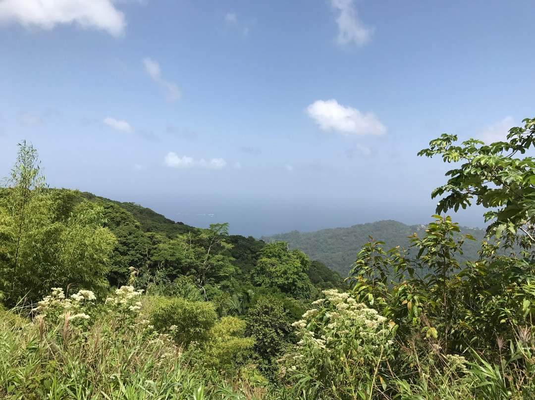 Tobago Forest Reserve-多巴哥必去景点