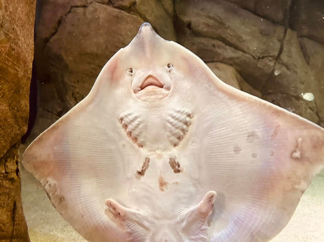 Lithuanian Sea Museum景点图片