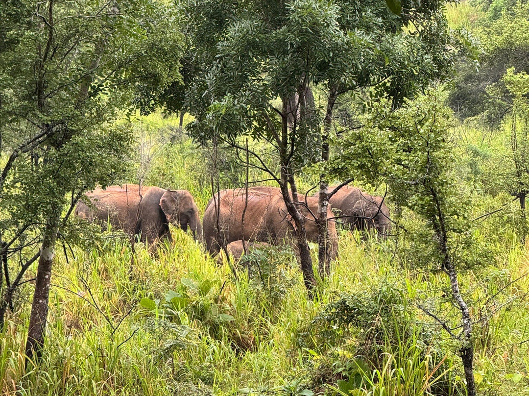 Lankan Wild Life Safari-哈巴拉娜必去景点