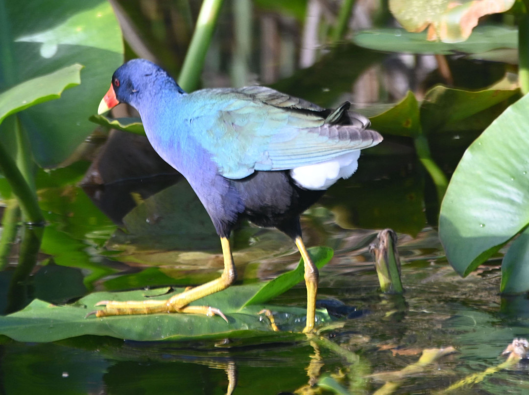 Master Gator Airboat Tours of Palm Beach County景点图片