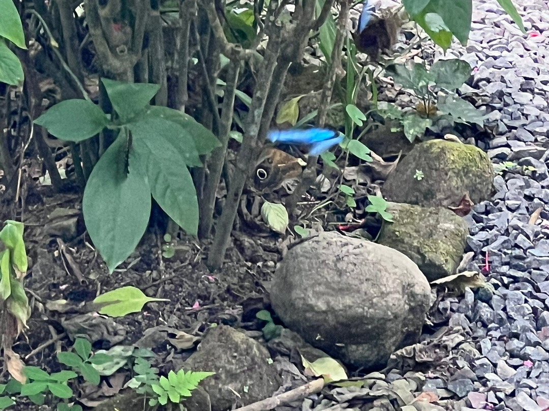 Butterfly Haven景点图片