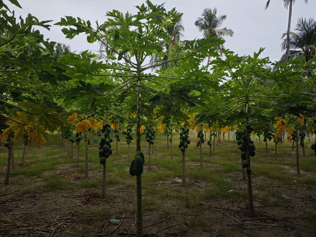 Thoddoo White Sand Inn