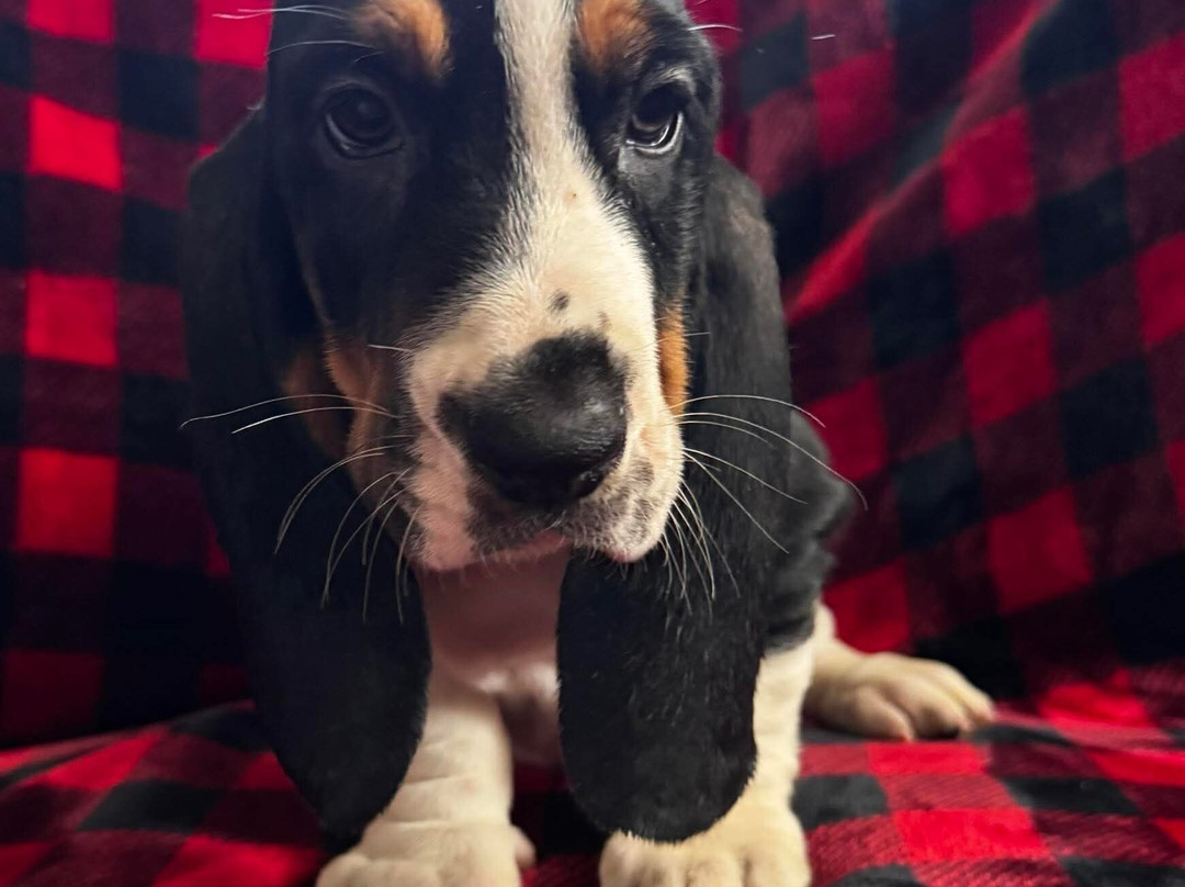 La Quinta Inn & Suites by Wyndham Cleveland TN主图