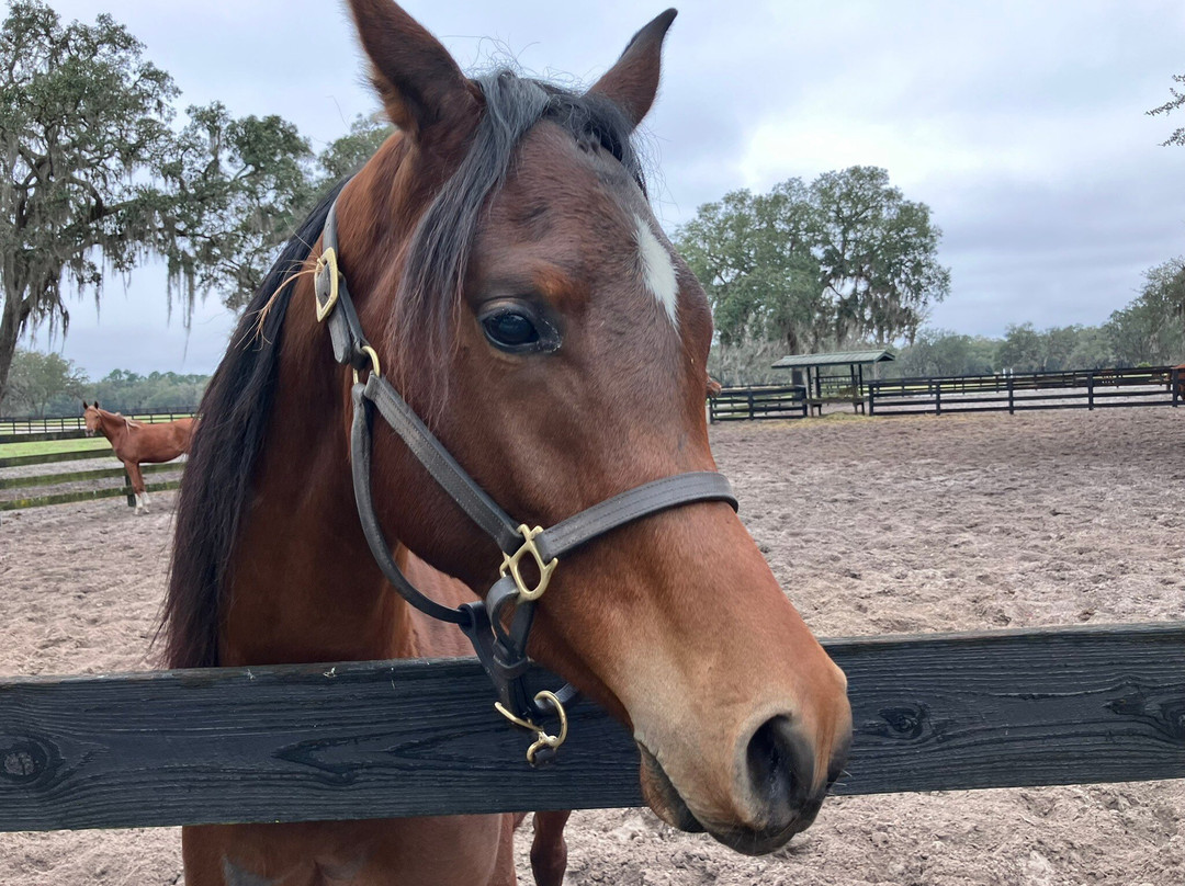 Farm Tours of Ocala-奥卡拉必去景点