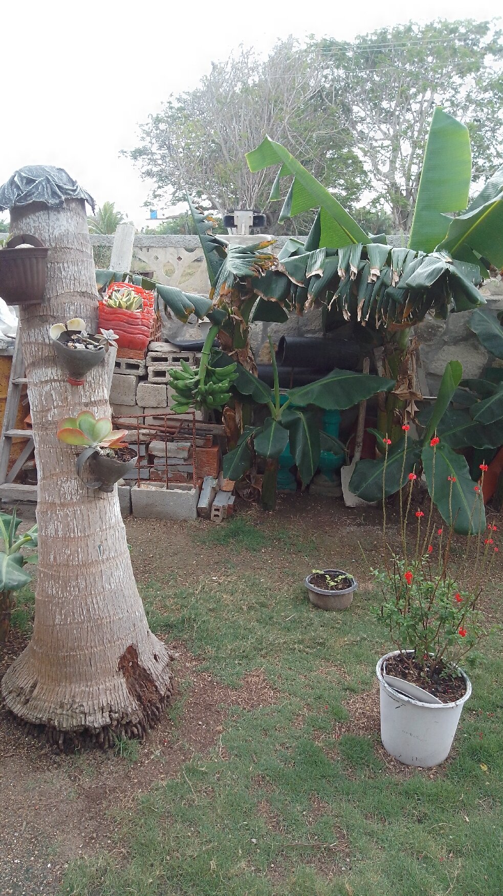 Casa Valido y Surami-官方