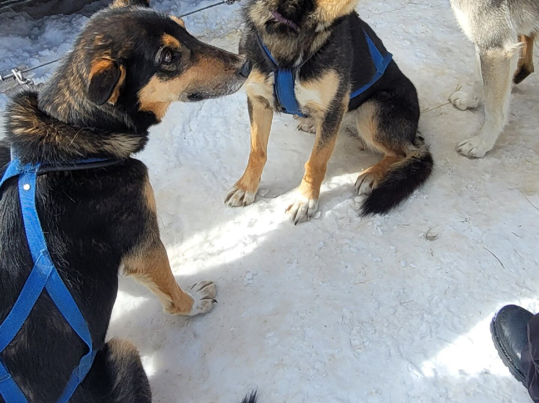 Spirit of the North Sled Dog Adventures景点图片