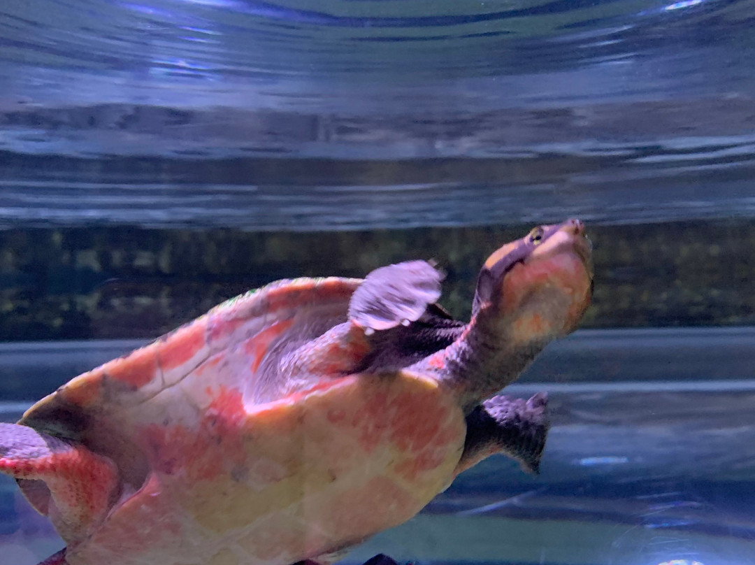 Cairns Aquarium-凯恩斯必去景点