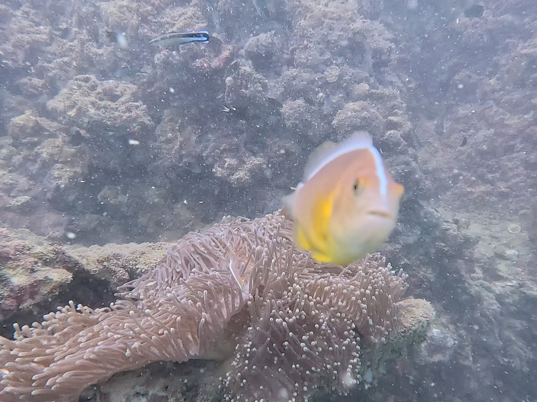 甲米萨瓦迪潜水中心-奥南必去景点