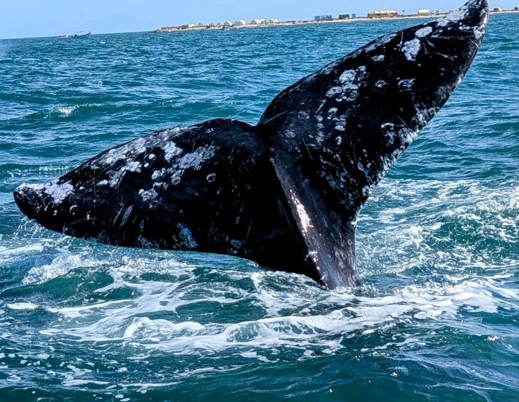 Baja Ecotours-San Ignacio必去景点