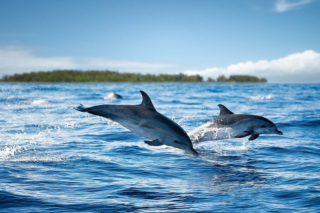 Mnemba island Snorkelling and Dolphins Tour