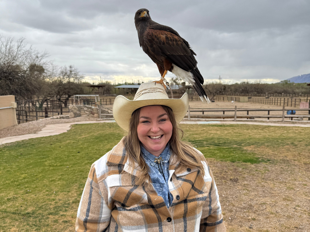 Sky Island Falconry Experience-图森必去景点