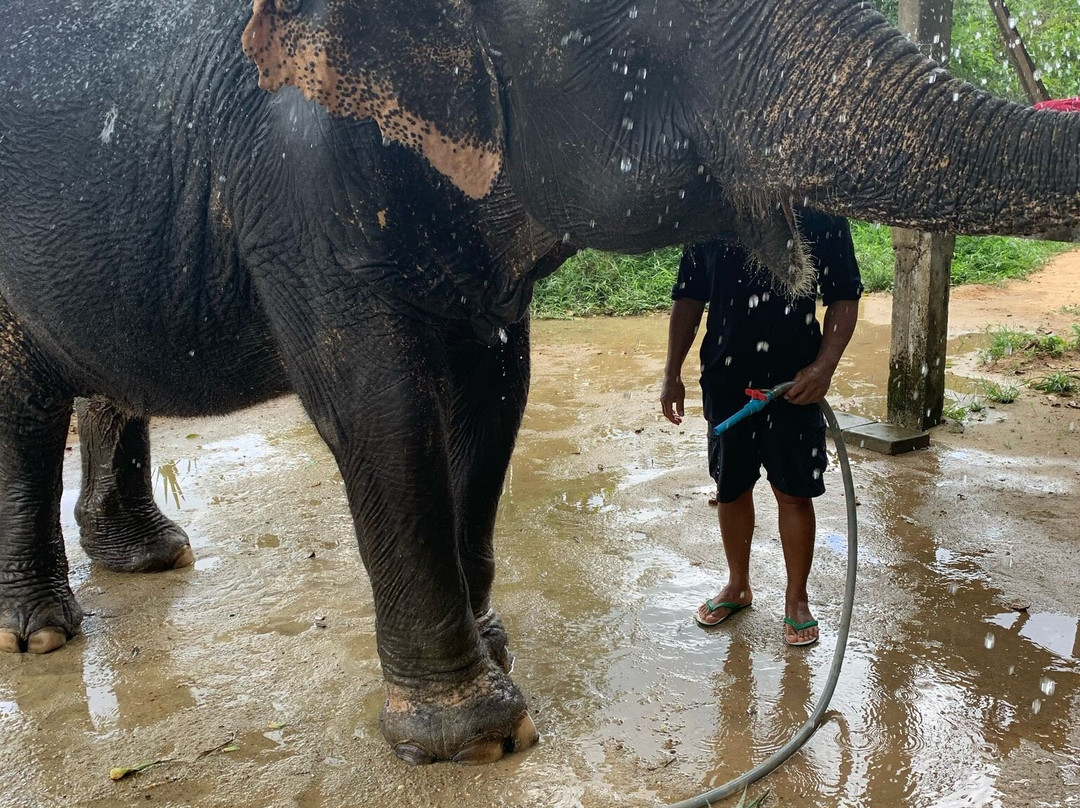 Supaporn Elephant Camp景点图片