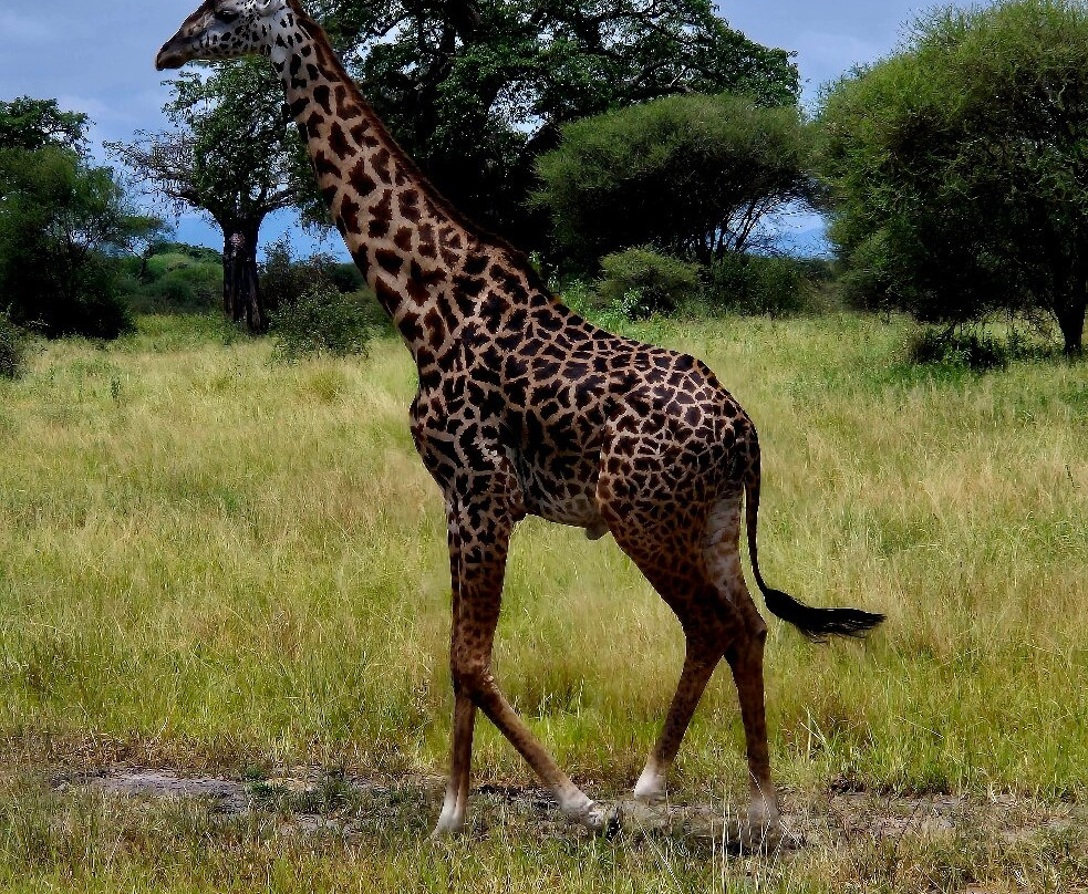 Vic Consult Tours & Safaris-姆万扎必去景点