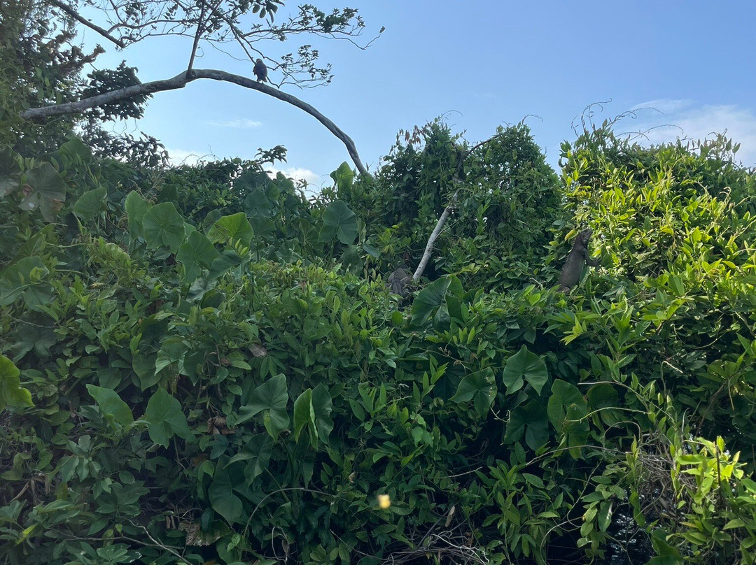 Monkey Island-巴拿马城必去景点