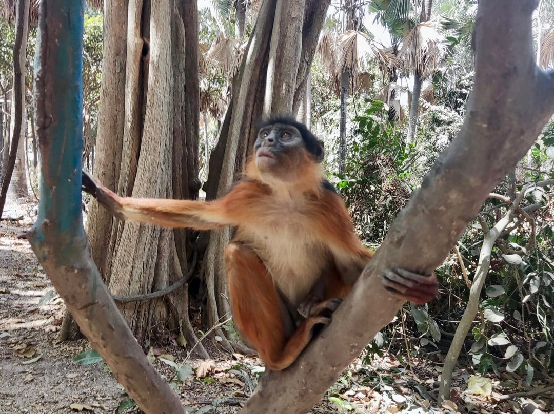 Monkey Park Senegambia景点图片