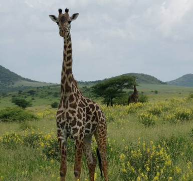 Tanzanite Trekking And Safaris-莫西必去景点