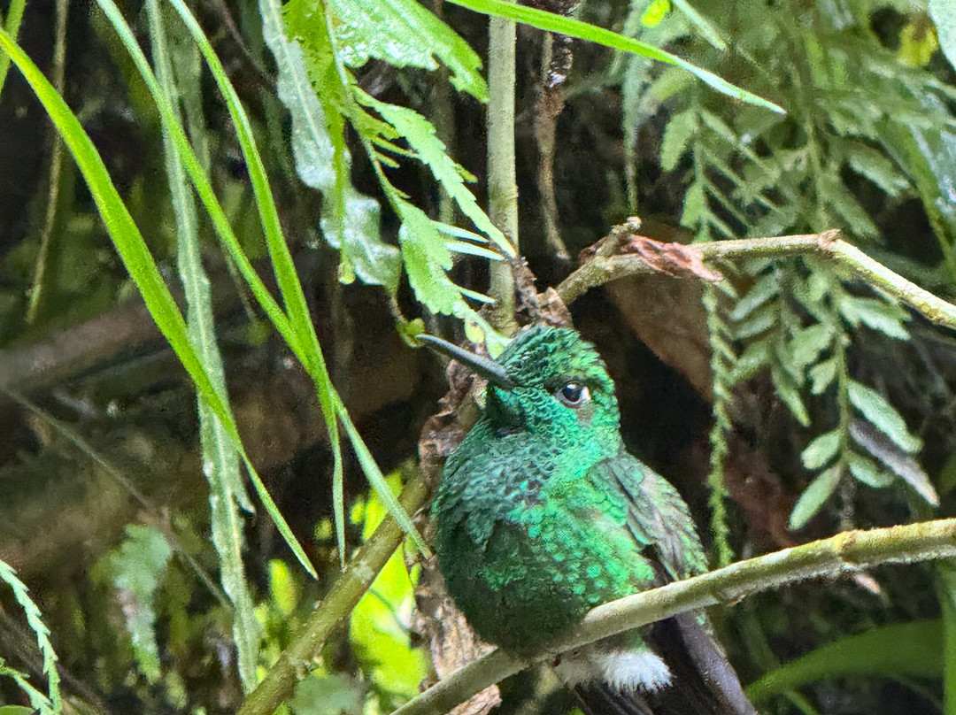 Tico Travel Adventures-圣何塞必去景点