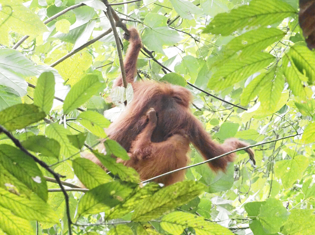 Jhony Jungle Trekking景点图片