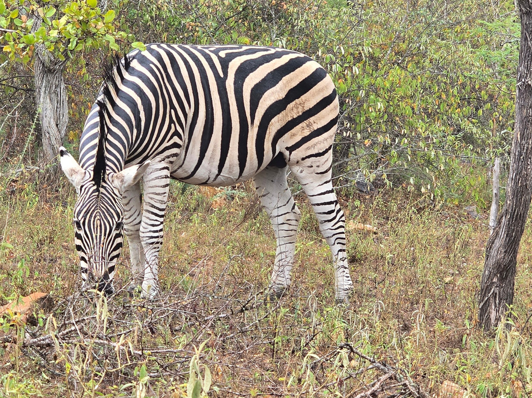Lionspruit Game Reserve-玛洛斯帕克必去景点