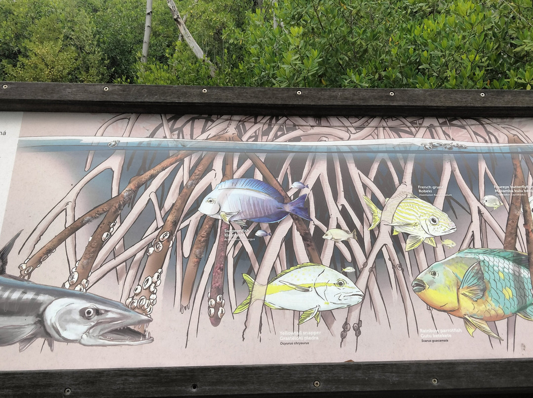 Curaçao Rif Mangrove Park景点图片