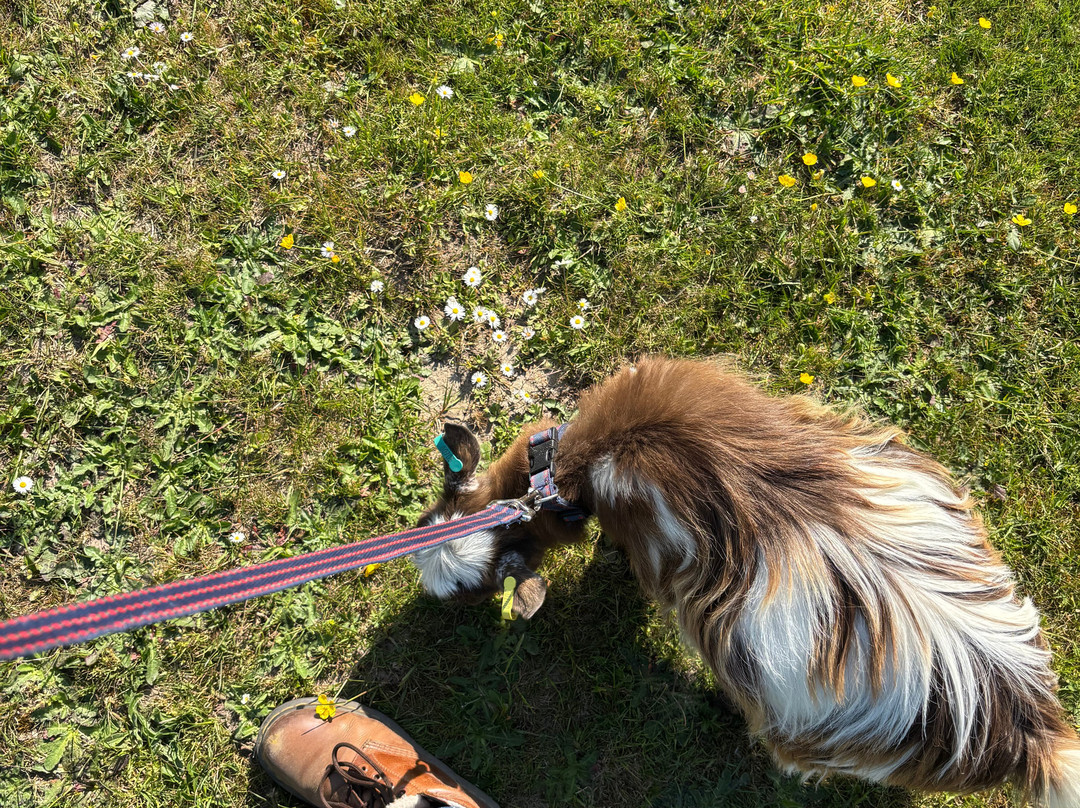 Little Goats At Brockenhurst景点图片