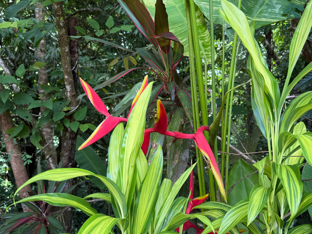 Drake Bay Greenleaf主图