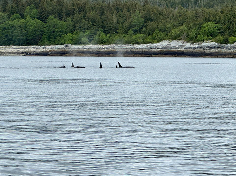 Alaska Sea to Shore-朱诺必去景点