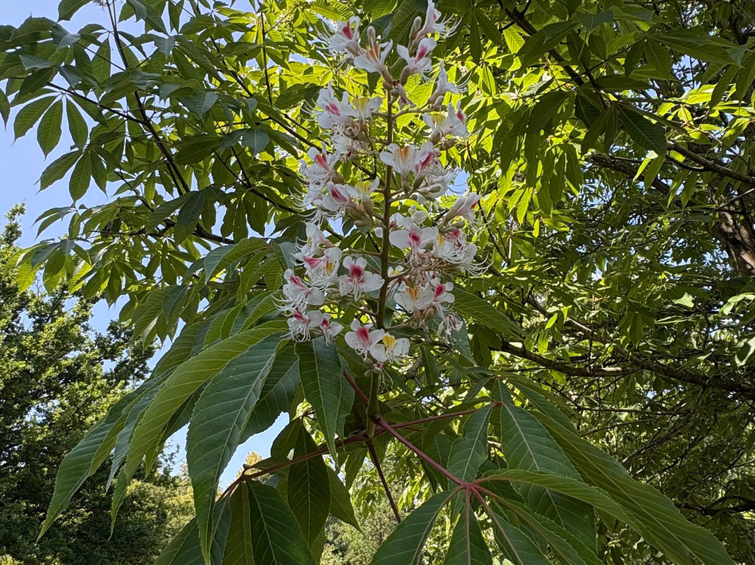 Stichting Arboretum Oudenbosch-Oudenbosch必去景点