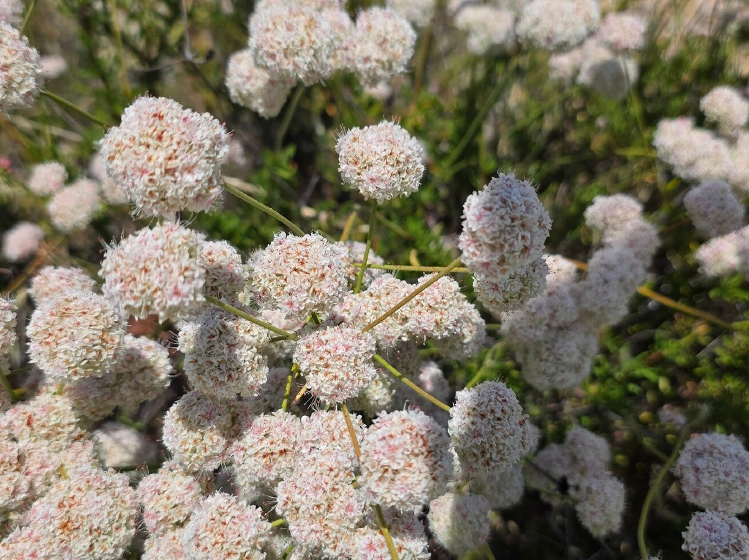 尖顶国家公园-Paicines必去景点