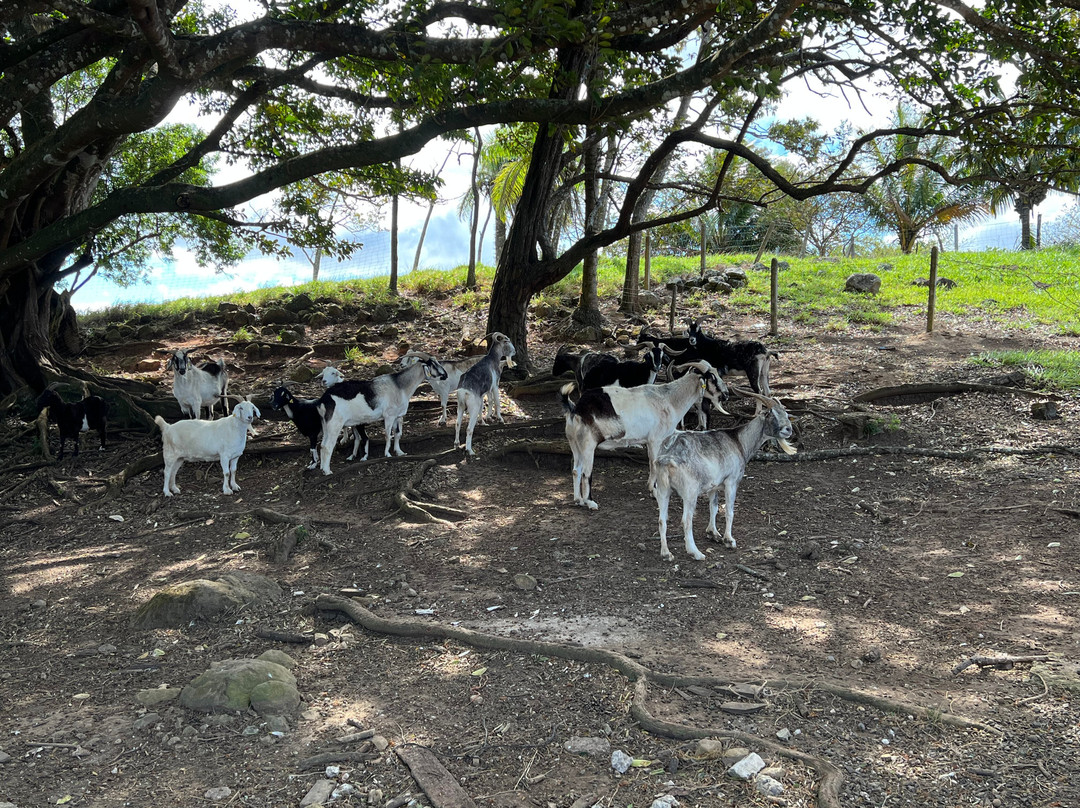 Guayabo Animal Rescue