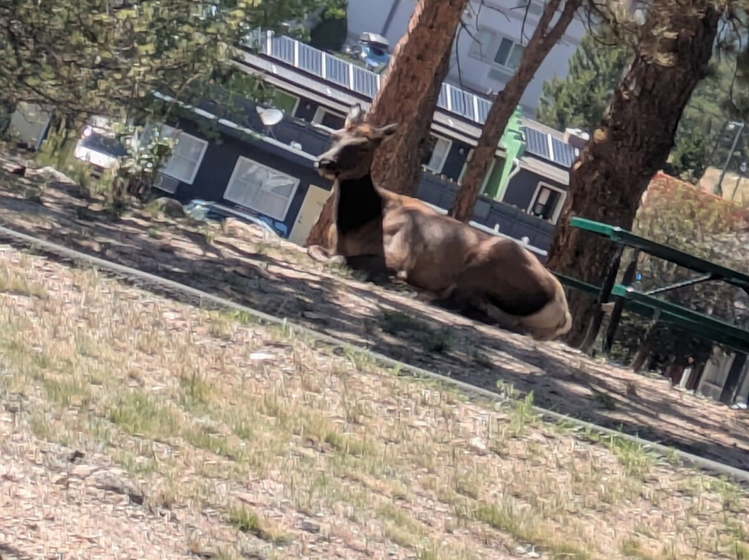 Quality Inn Estes Park主图