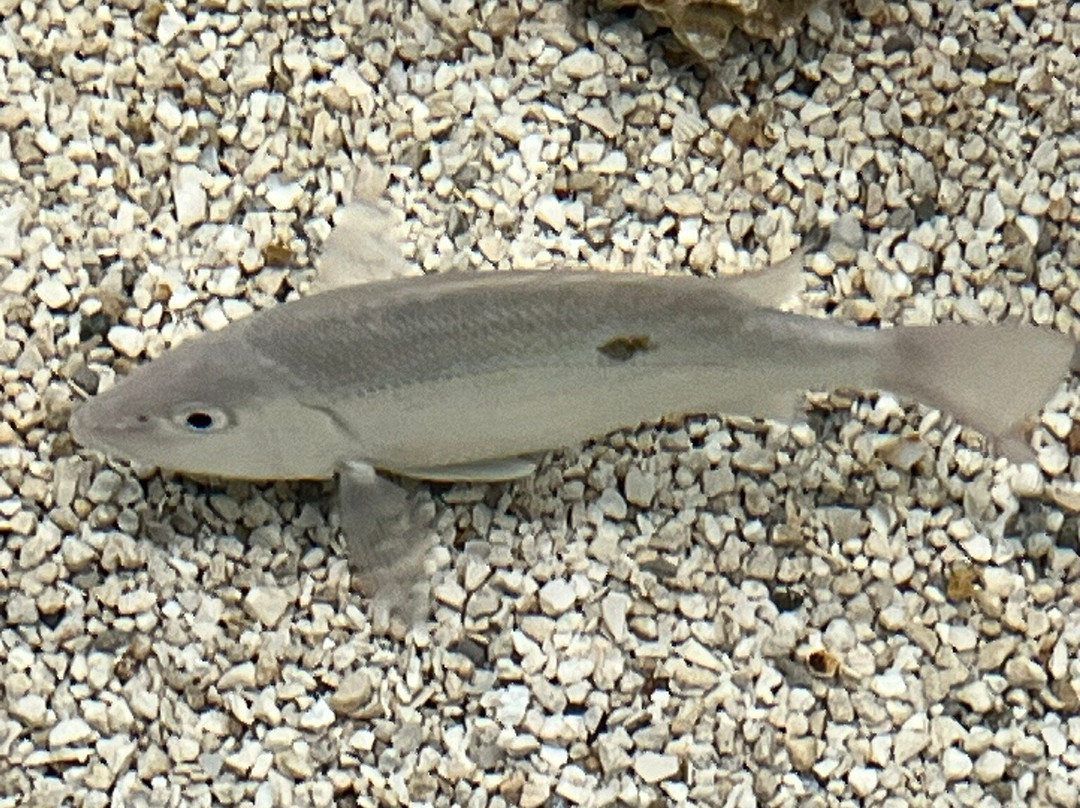 Navarre Beach Sea Turtle Conservation Center-纳瓦拉必去景点