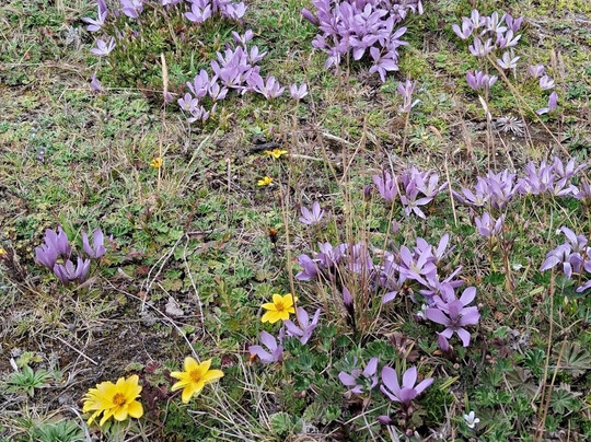 Laguna de Limpiopungo-拉塔昆加必去景点