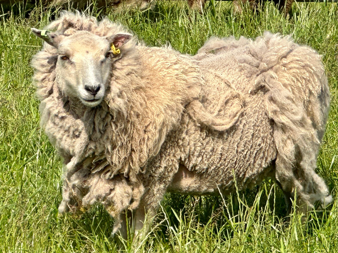 Shetland Wool Adventures-Lerwick必去景点