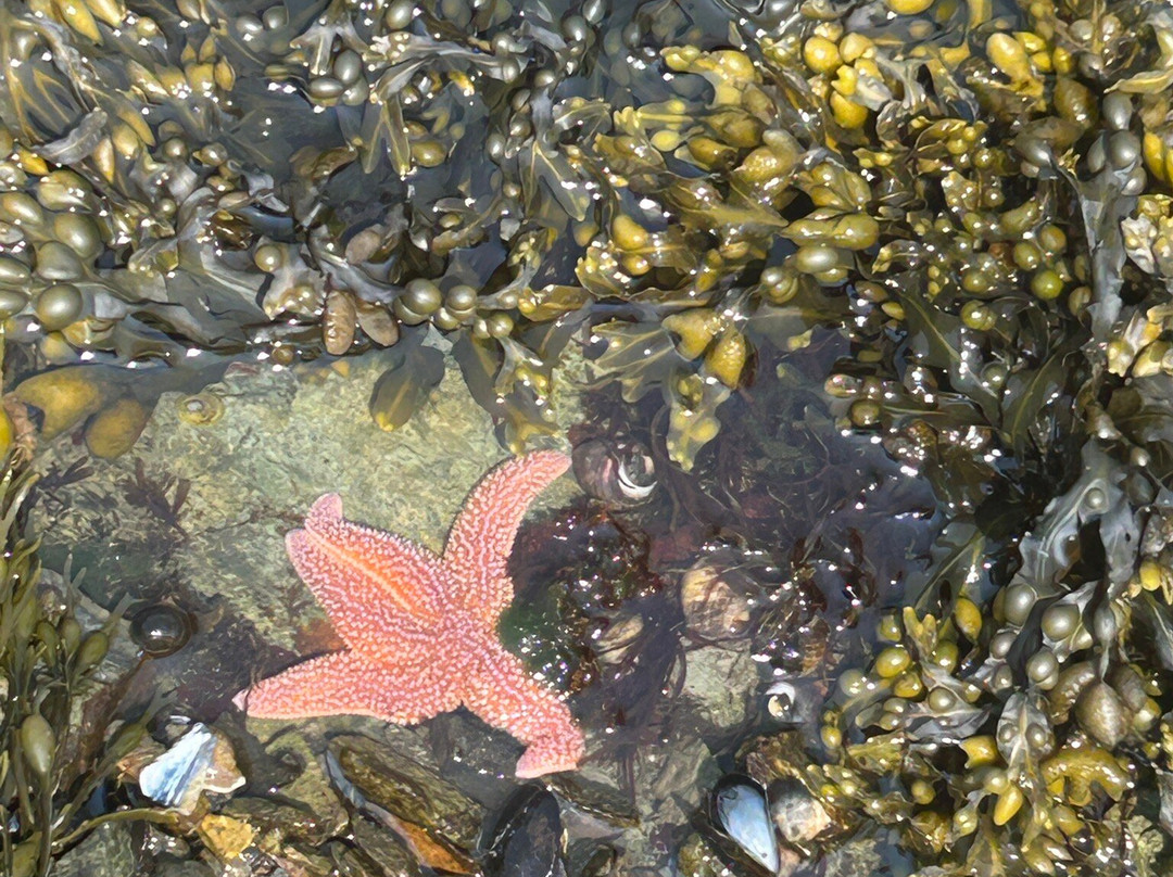 Tidal Falls Preserve-Sullivan必去景点