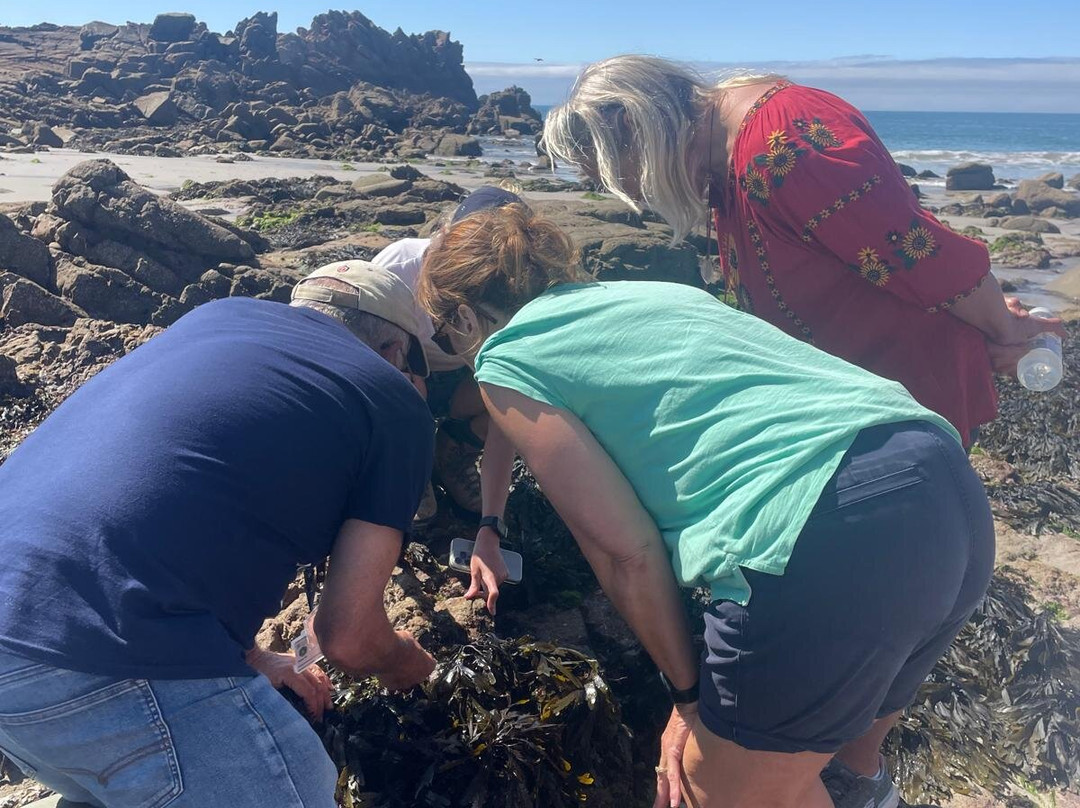 Guernsey Seaweed Foraging Tours-Castel必去景点